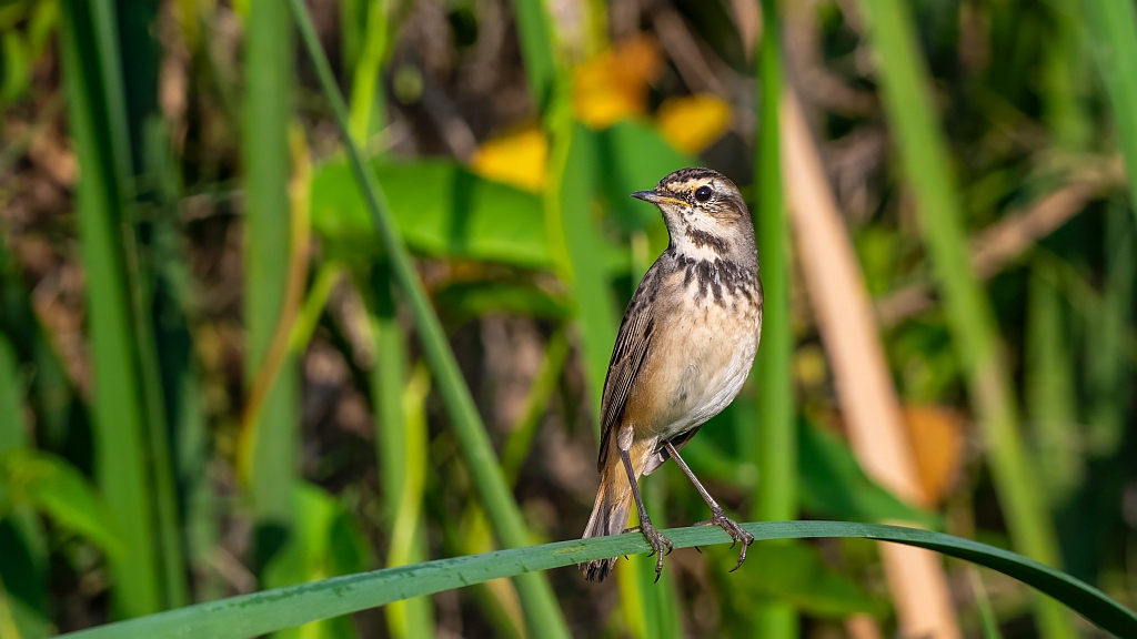 Bluethroat